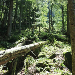 VAL CAMA E VAL LEGGIA – Riserva forestale