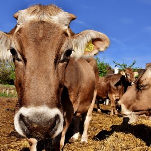 TICINO – Agriturismi e aziende agricole con animali