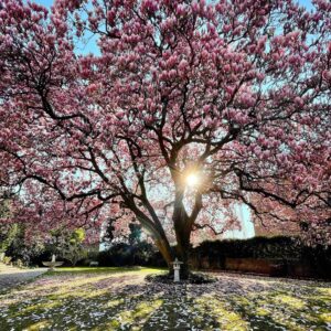 BELLINZONA E VALLI – Attività ed eventi da non perdere nel mese di marzo